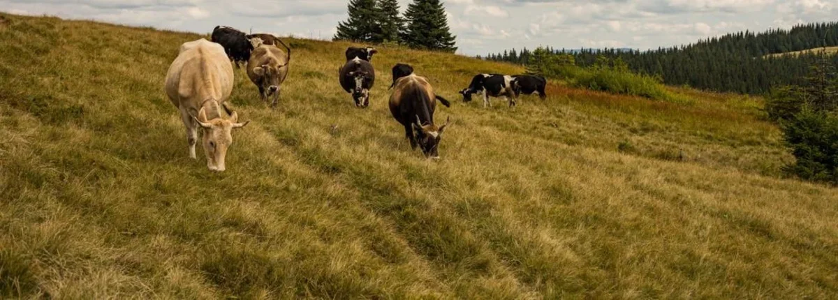 Основное изображение статьи