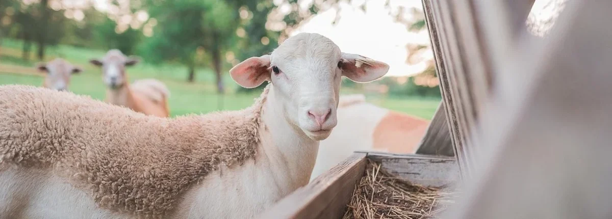 Основное изображение статьи