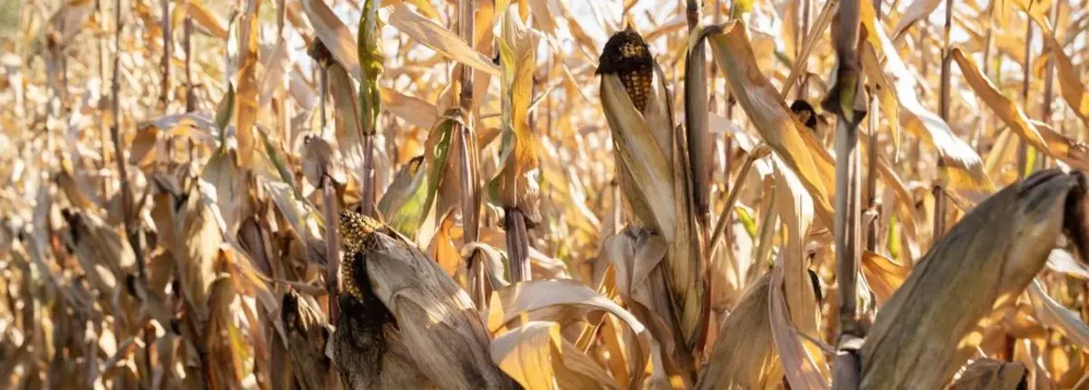 Основное изображение статьи