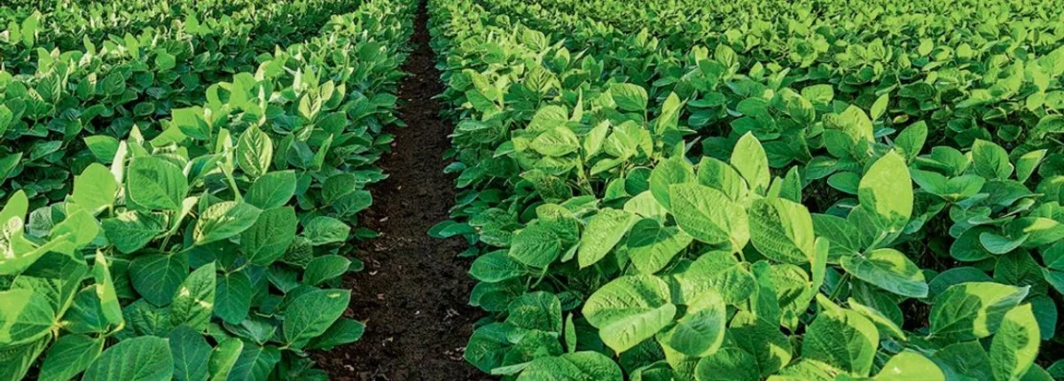 Основное изображение статьи