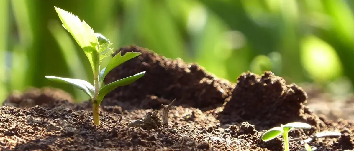 Основное изображение статьи