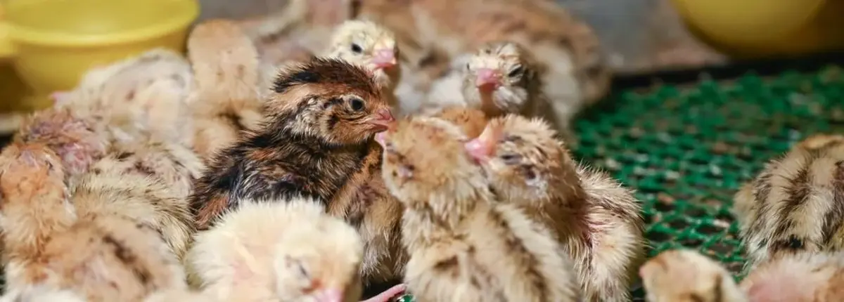 Основное изображение статьи