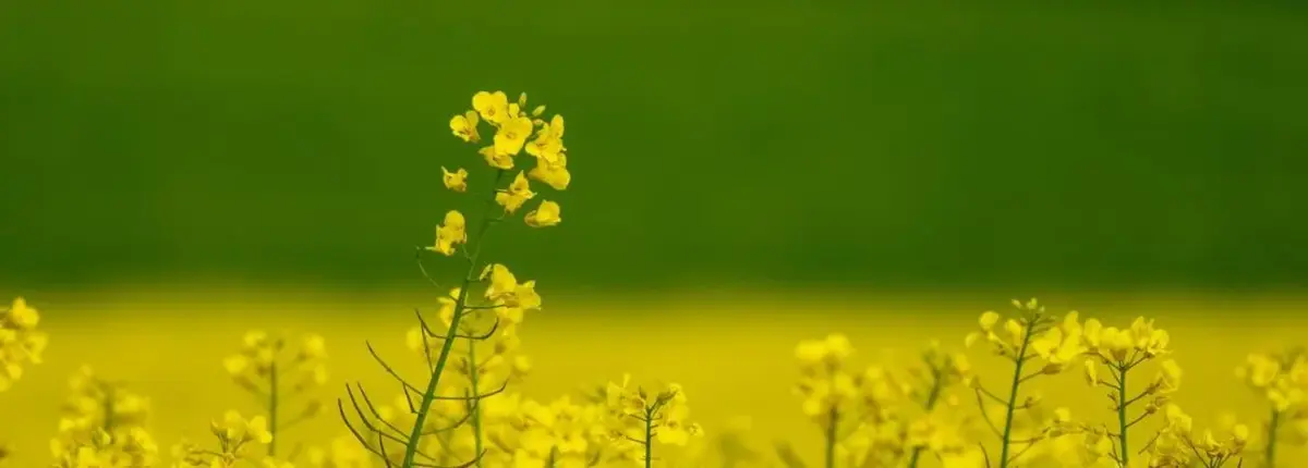 Основное изображение статьи